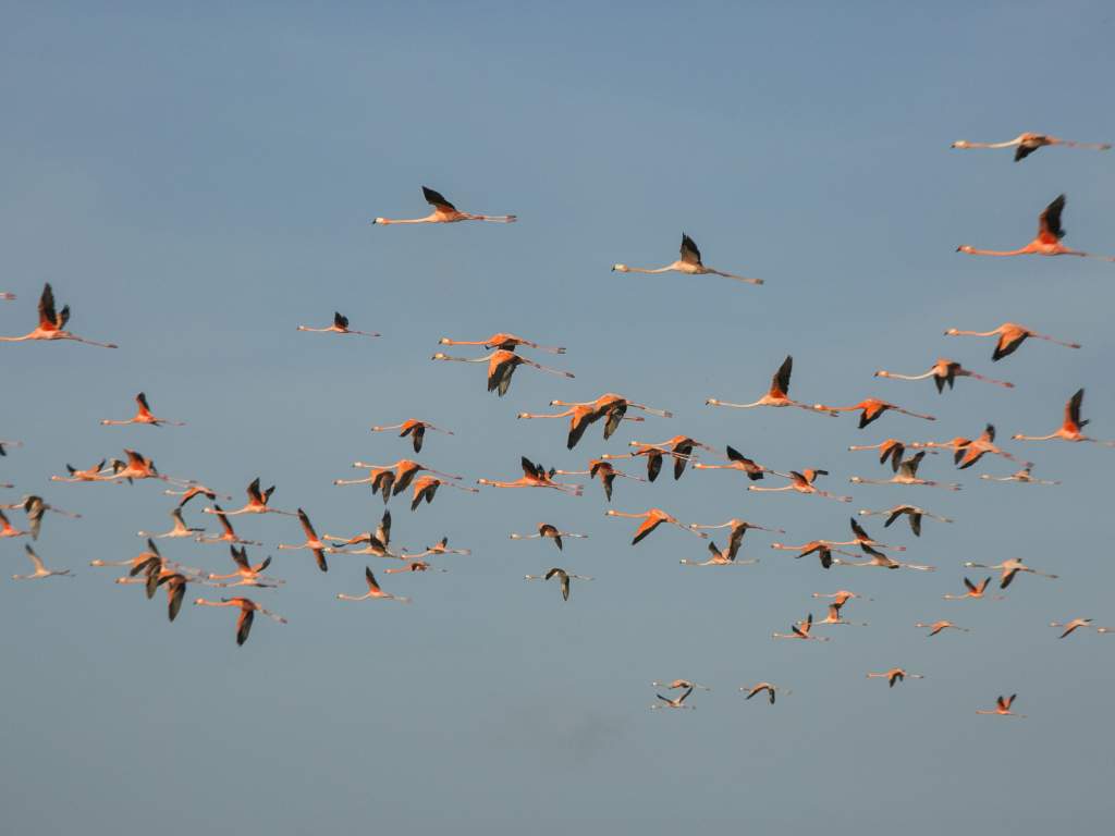 Individuele Rondreis Fantastisch Brazilie 4