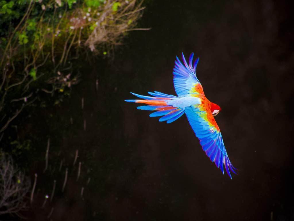 Individuele Rondreis Fantastisch Brazilie 21